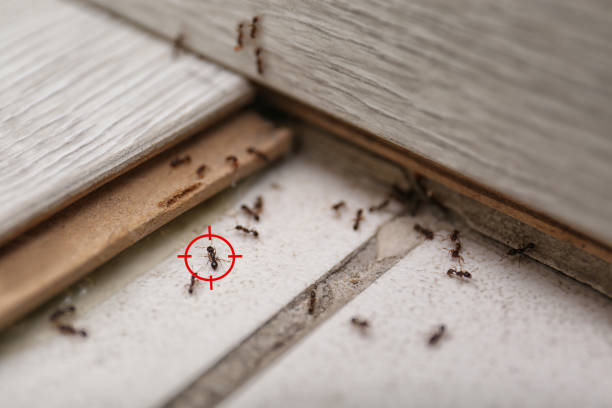 Best Insect Control  in Sandersville, GA