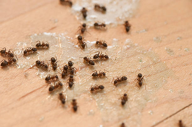 Sandersville, GA Pest Control Company