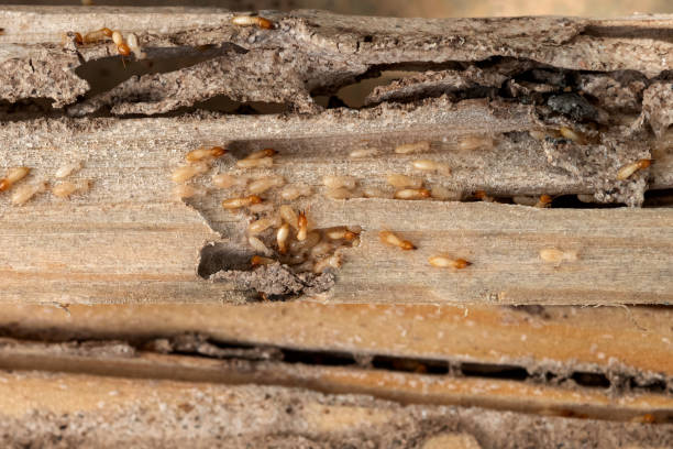 Best Insect Control  in Sandersville, GA